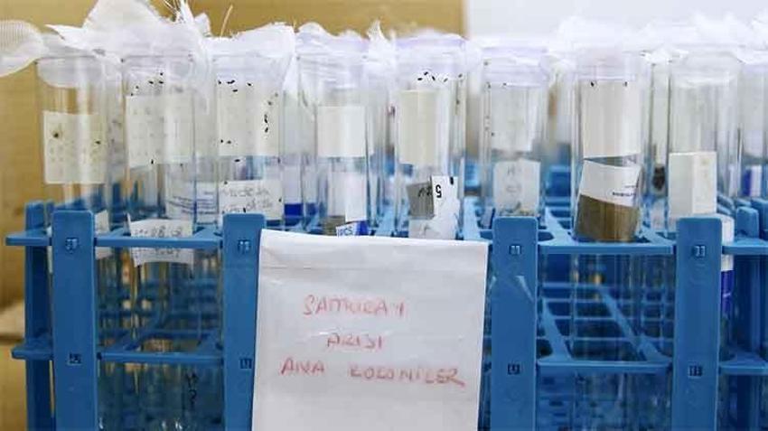 Fındığın baş düşmanına karşı yeni proje: En verimli yöntem laboratuvar ve bahçelerde aranıyor! 'Yumurta halinde mi yoksa ergin birey olarak mı daha etkili?'