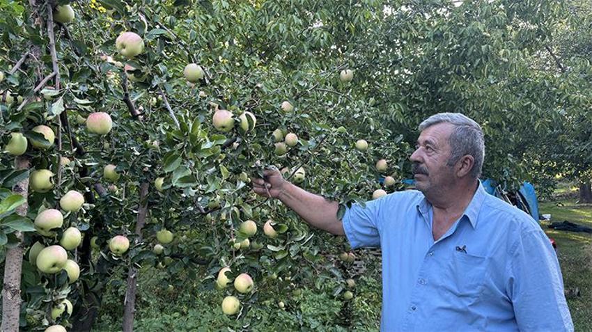Dünyada sadece Sivas'ta yetişiyor! Bilimsel araştırmalara konu oldu, 6 ay boyunca bozulmadan kalıyor