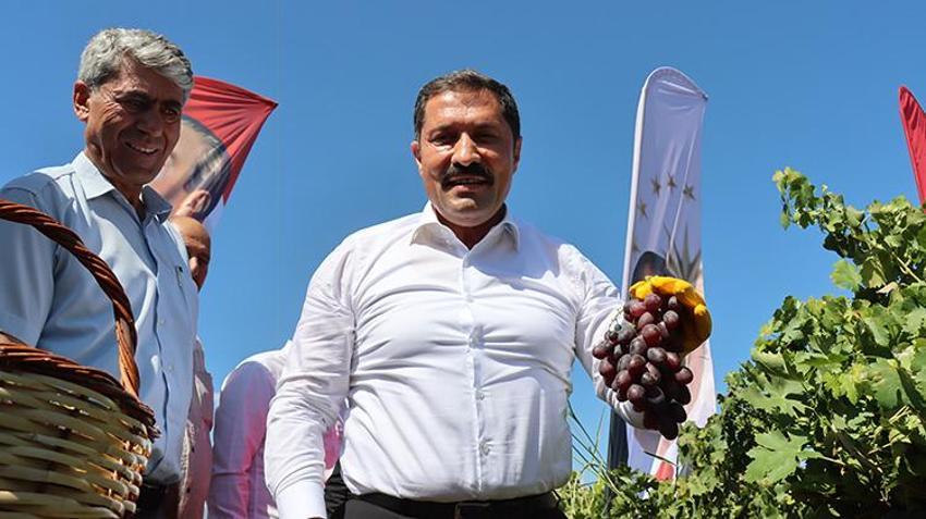 Hatay'da bağ bozumu heyecanı başladı: 50 bin hektar alanda 85 bin ton üzüm rekoltesi bekleniyor!