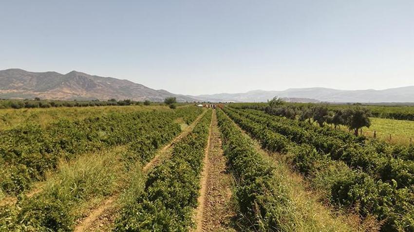 Hatay'da bağ bozumu heyecanı başladı: 50 bin hektar alanda 85 bin ton üzüm rekoltesi bekleniyor!
