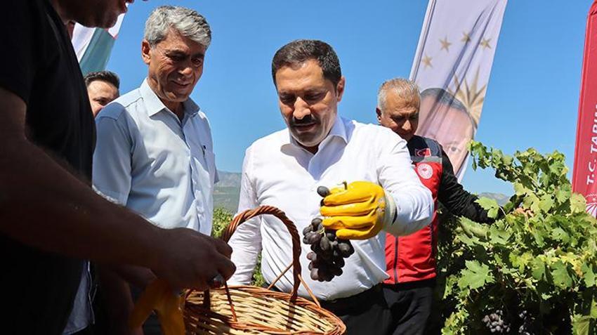 Hatay'da bağ bozumu heyecanı başladı: 50 bin hektar alanda 85 bin ton üzüm rekoltesi bekleniyor!