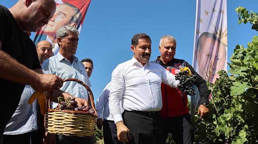 Hatay'da bağ bozumu heyecanı başladı: 50 bin hektar alanda 85 bin ton üzüm rekoltesi bekleniyor!