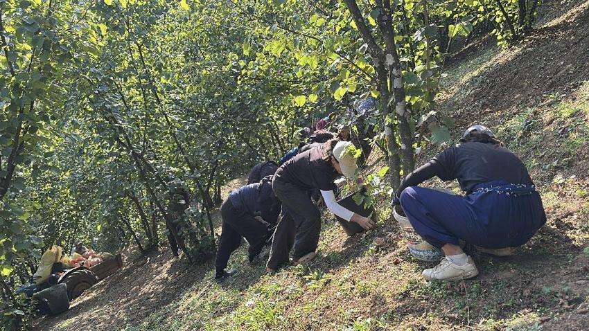 Bütün köy bu fabrikaya ortak! Üreticiler ürünlerini tüccara satmak yerine katma değerli nihai ürüne dönüştürdü