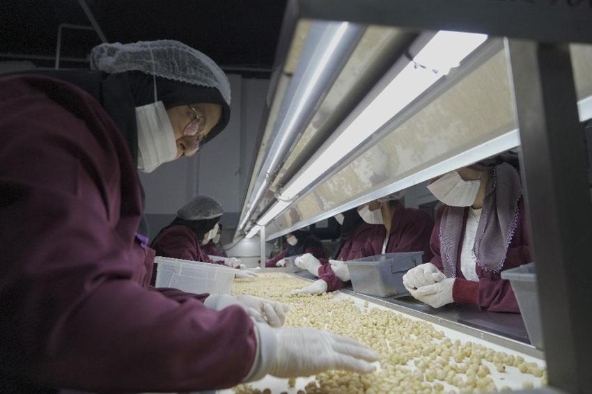 Bütün köy bu fabrikaya ortak! Üreticiler ürünlerini tüccara satmak yerine katma değerli nihai ürüne dönüştürdü