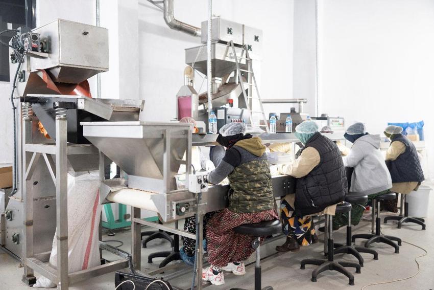 Bütün köy bu fabrikaya ortak! Üreticiler ürünlerini tüccara satmak yerine katma değerli nihai ürüne dönüştürdü