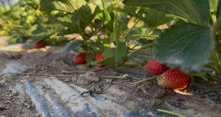 Doğu'da alternatif tarım modeli! Patnos'ta üretici aylar süren emeğin karşılığını aldı
