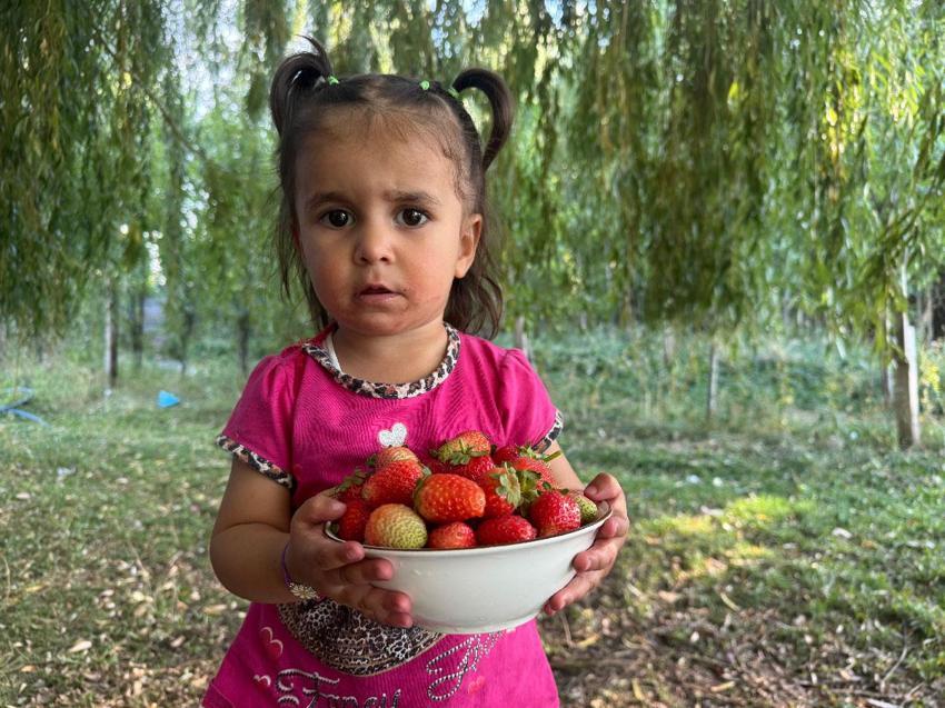Doğu'da alternatif tarım modeli! Patnos'ta üretici aylar süren emeğin karşılığını aldı