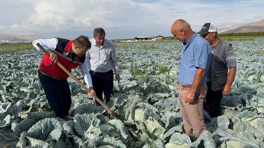 Türkiye ikincisi Niğde'de kuru domates ve lahana hasadı başladı