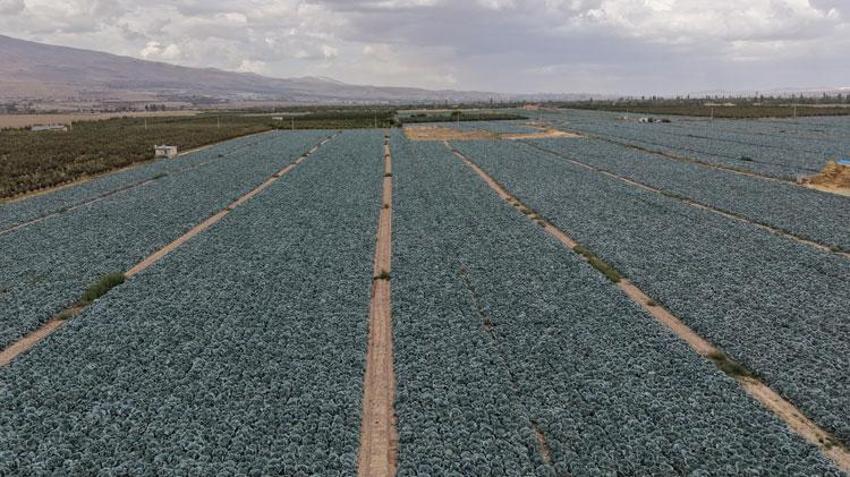 Türkiye ikincisi Niğde'de kuru domates ve lahana hasadı başladı