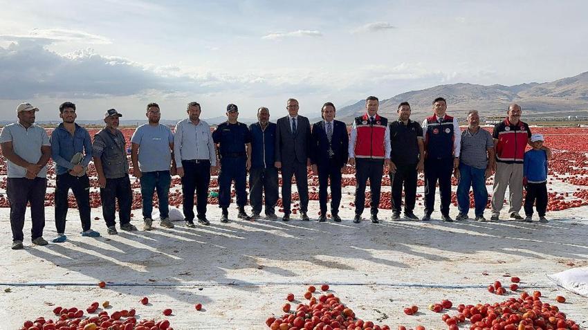 Türkiye ikincisi Niğde'de kuru domates ve lahana hasadı başladı