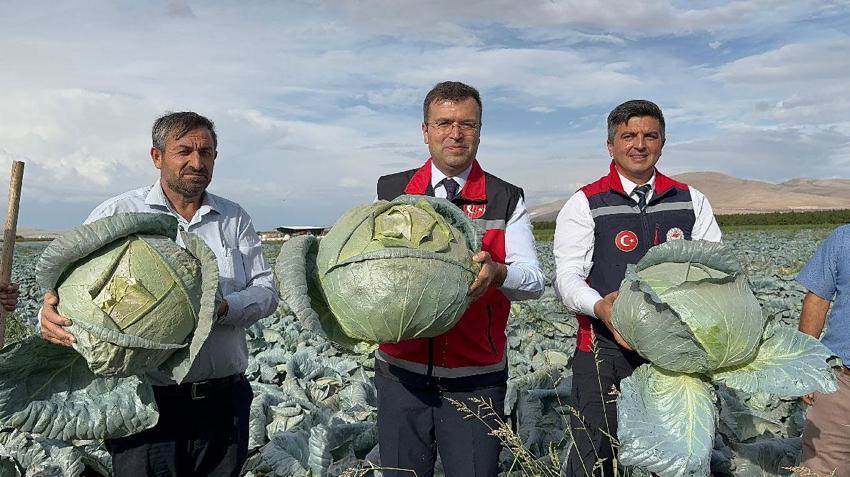 Türkiye ikincisi Niğde'de kuru domates ve lahana hasadı başladı