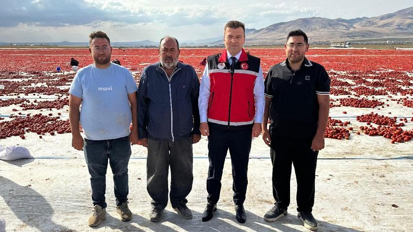 Türkiye ikincisi Niğde'de kuru domates ve lahana hasadı başladı