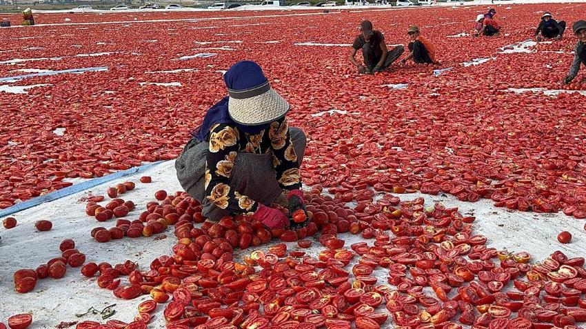 Türkiye ikincisi Niğde'de kuru domates ve lahana hasadı başladı