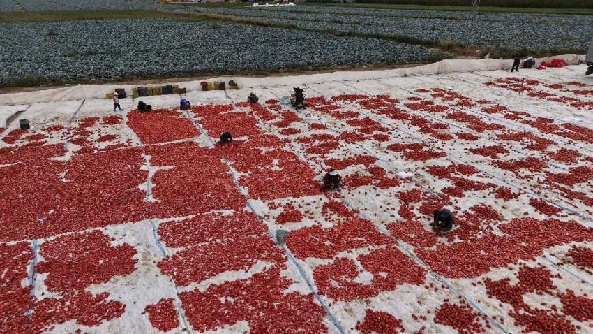 Türkiye ikincisi Niğde'de kuru domates ve lahana hasadı başladı
