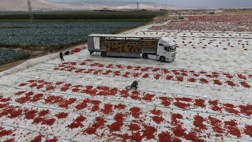Türkiye ikincisi Niğde'de kuru domates ve lahana hasadı başladı