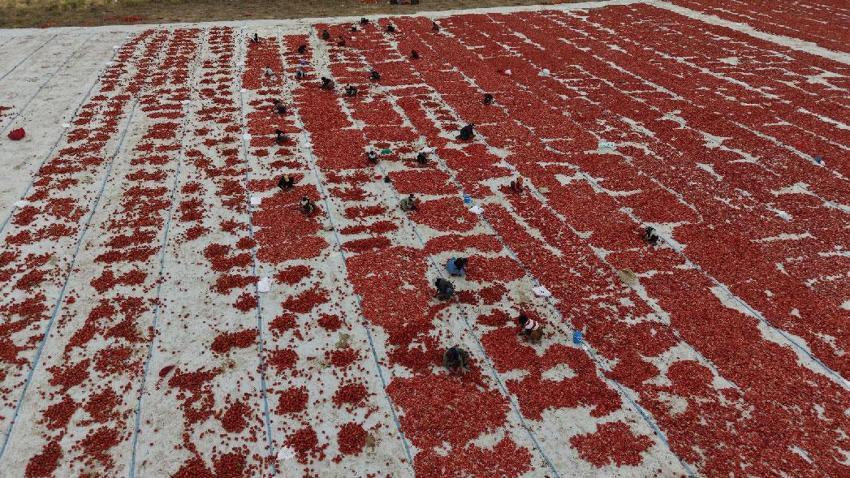 Türkiye ikincisi Niğde'de kuru domates ve lahana hasadı başladı