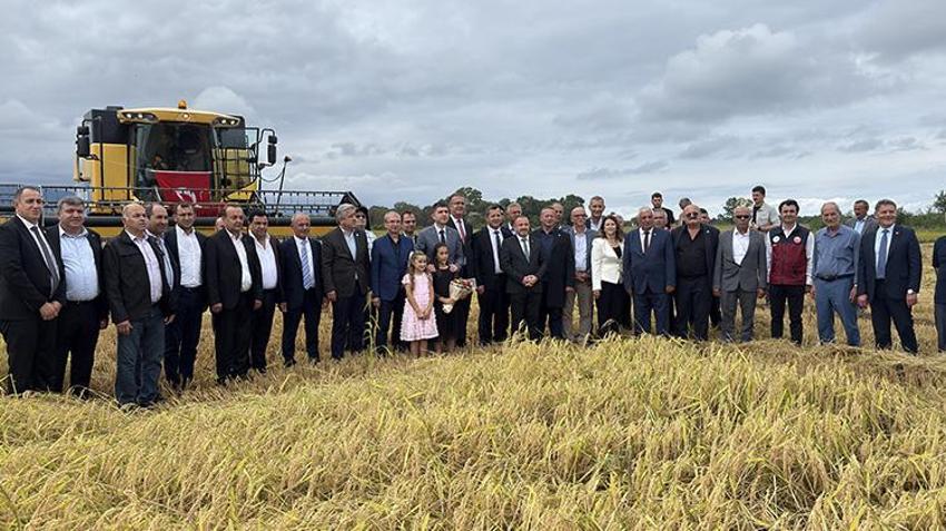 Tarladan servet çıkıyor! Değeri 1 milyar TL’yi buluyor, Samsun’da hasat başladı