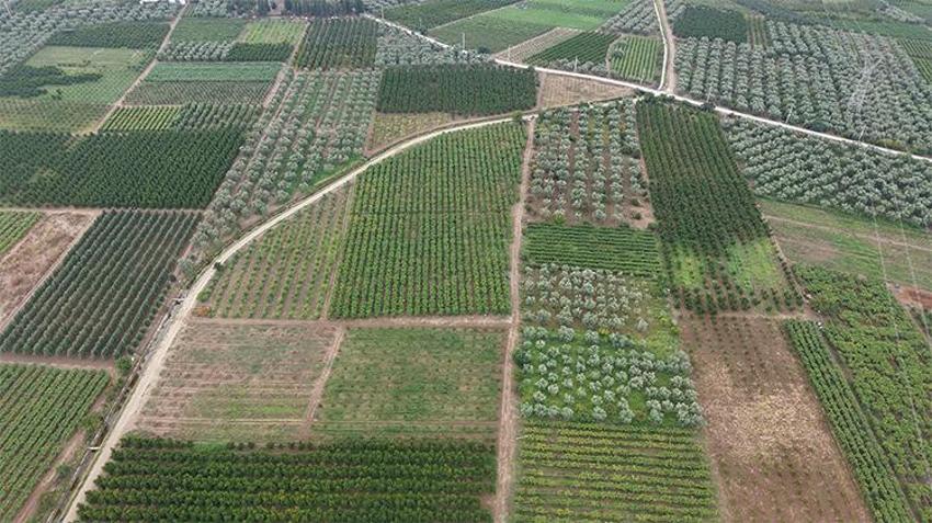 Dalında 30, markette 100 lira! Bursa'nın 'sarı altını' yüz güldürdü: Vatandaş ucuza yesin