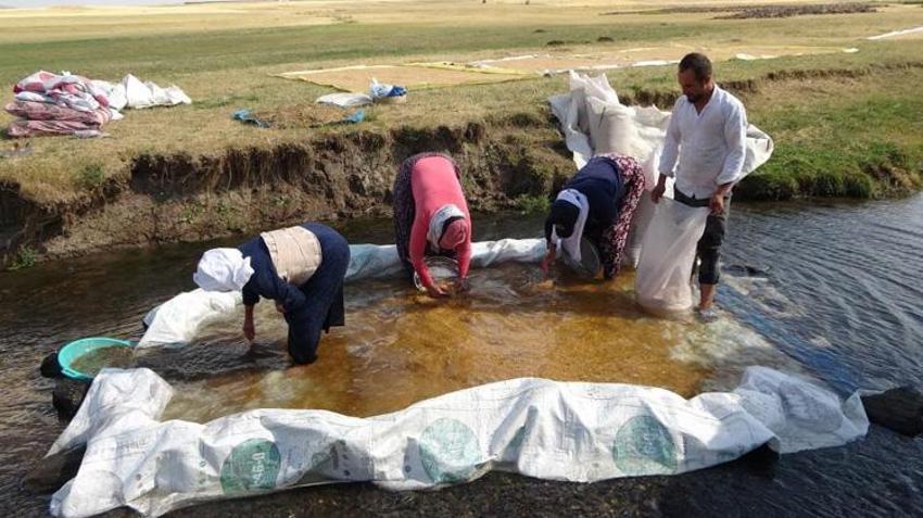 Derede yıkayıp güneşte kurutuyorlar! Erzincanlı çiftçinin zorlu mesaisi: Yıllardır tek bir kural değişmedi