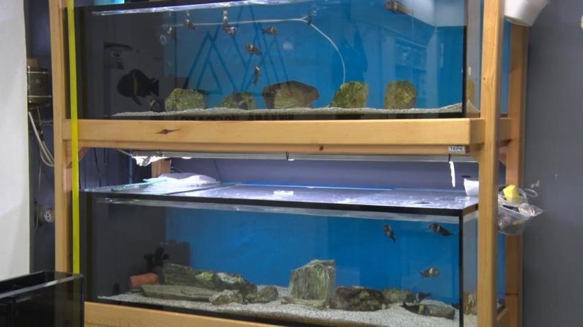 15 yıllık hobisini mesleğe dönüştürdü: Farklı balık türleri için kişiye özel akvaryum tasarlıyor!