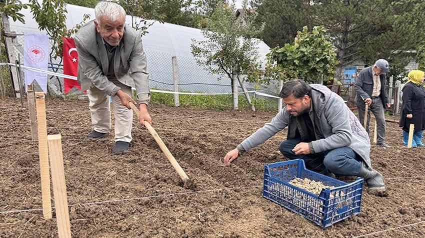 Türkiye’de bir ilk! Zonguldak’ta başladı: Kilosu altın değerinde, yeni gelir kapısı oldu