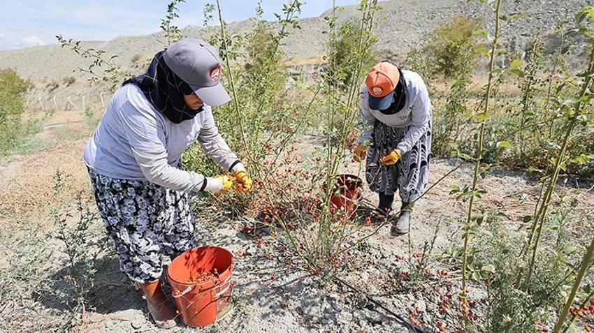 Çorum Dodurga'da verimsiz araziler vahaya dönüştü: 120 dekarlık alanda 30'dan fazla bitki ve 20 çeşit meyve yetiştiriliyor!
