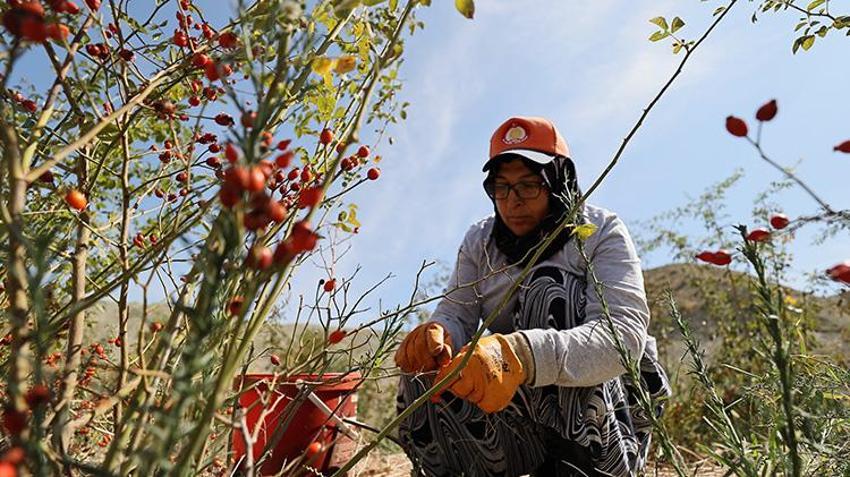 Çorum Dodurga'da verimsiz araziler vahaya dönüştü: 120 dekarlık alanda 30'dan fazla bitki ve 20 çeşit meyve yetiştiriliyor!