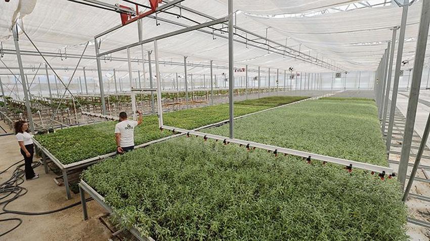 Çorum Dodurga'da verimsiz araziler vahaya dönüştü: 120 dekarlık alanda 30'dan fazla bitki ve 20 çeşit meyve yetiştiriliyor!