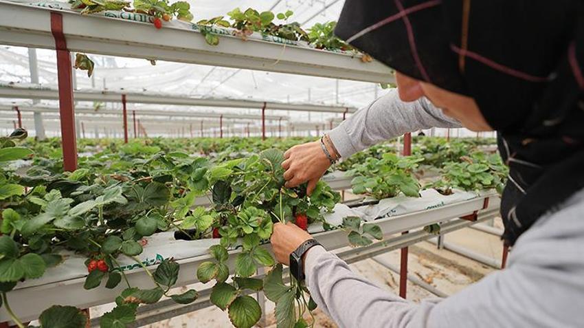 Çorum Dodurga'da verimsiz araziler vahaya dönüştü: 120 dekarlık alanda 30'dan fazla bitki ve 20 çeşit meyve yetiştiriliyor!