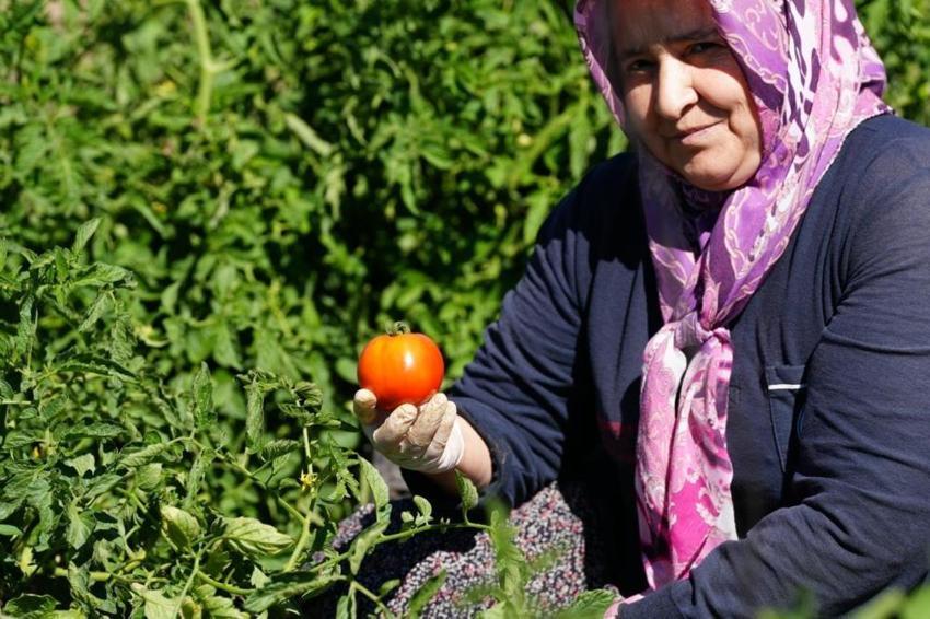 Bolu'da kaybolmaya yüz tutmuş tohumlar koruma altında: Bebek Meyve Ormanı'nda hasat sezonu başladı