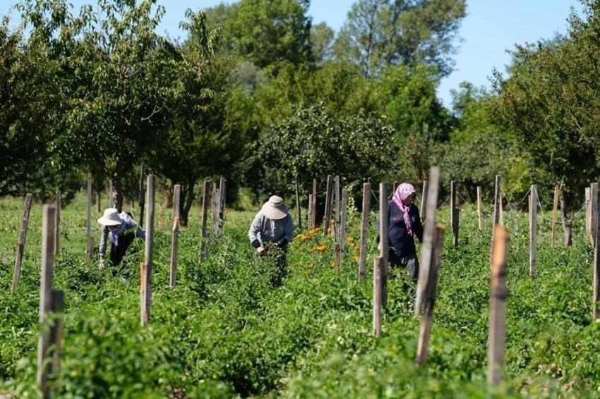Bolu'da kaybolmaya yüz tutmuş tohumlar koruma altında: Bebek Meyve Ormanı'nda hasat sezonu başladı