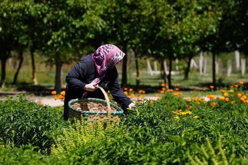 Bolu'da kaybolmaya yüz tutmuş tohumlar koruma altında: Bebek Meyve Ormanı'nda hasat sezonu başladı