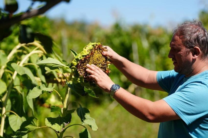 Bolu'da kaybolmaya yüz tutmuş tohumlar koruma altında: Bebek Meyve Ormanı'nda hasat sezonu başladı
