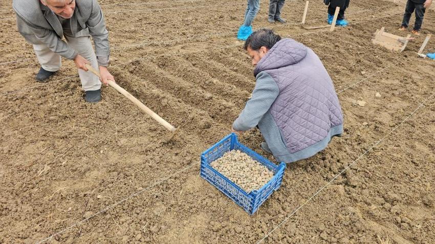 Köye adım atan herkes peşine düştü! Bu hasat köşeyi döndürür: 3 milyon TL cebe girecek