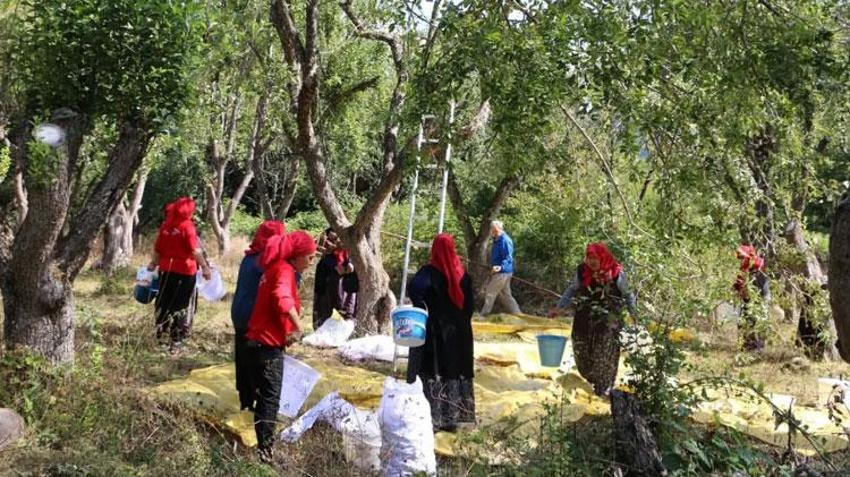 Ahududu, böğürtlen, kuşburnu ve dağ çileği! Bolu'da doğadan toplanan orman meyveleri gelir kapısı oldu