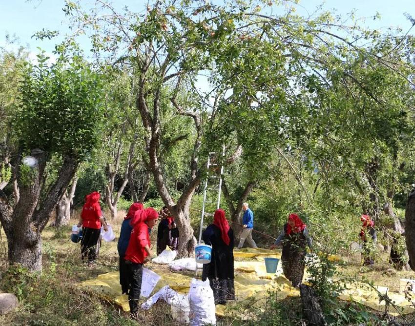 Ahududu, böğürtlen, kuşburnu ve dağ çileği! Bolu'da doğadan toplanan orman meyveleri gelir kapısı oldu
