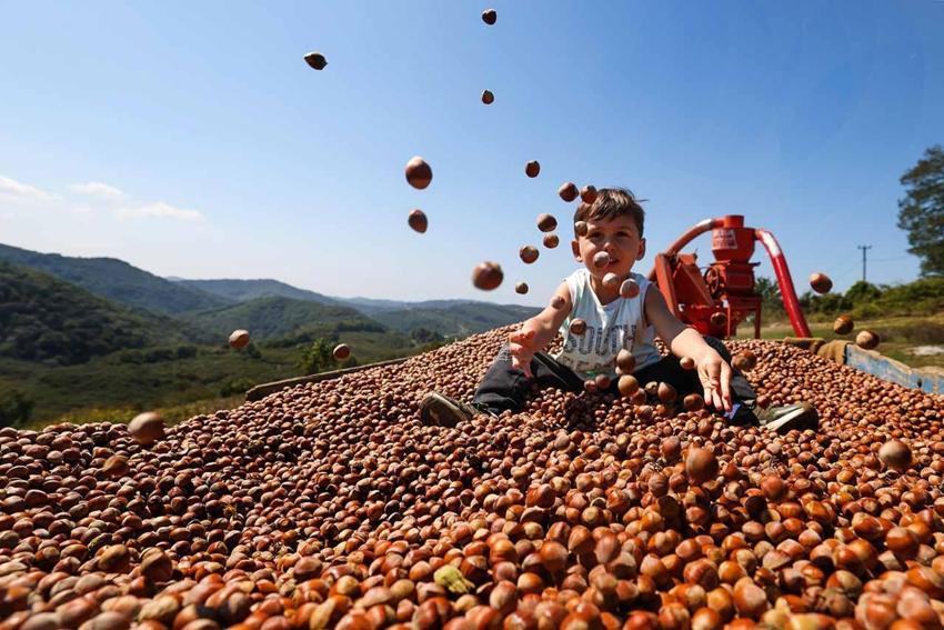 Fındıkta dikkat çeken gelişme: Bakanlık 4 borsaya müfettiş gönderdi! Ordu ve Giresun'da fiyatlar ne kadar?
