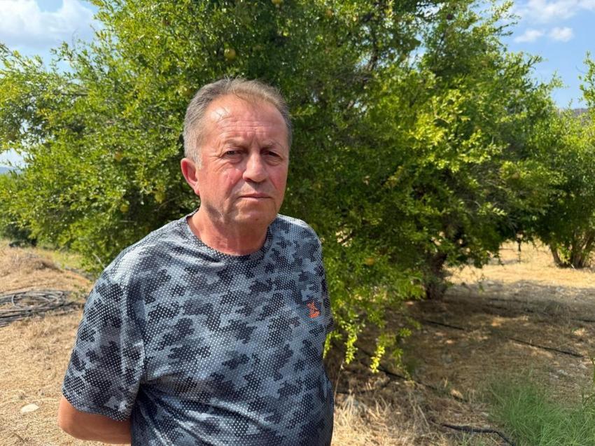 Bilecik İnhisar'da nar hasadına sayılı günler kala rekoltede düşüş bekleniyor: Ağaçların yorgunluğu nedeniyle kapasite yüzde 60 seviyesinde kaldı!