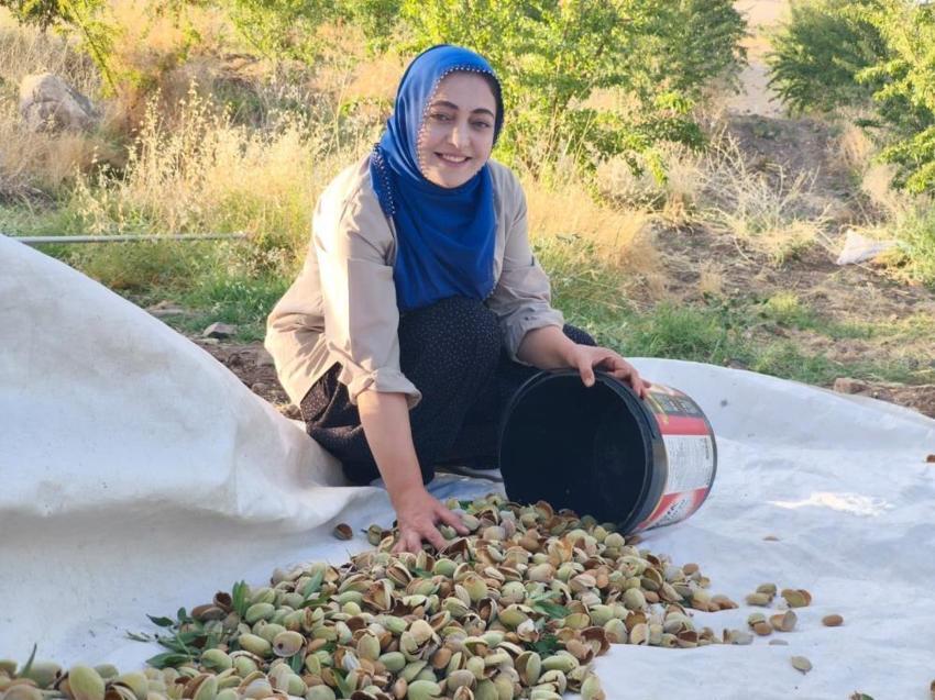 Atıl araziyi üretim merkezine çevirdi! 32 dönümden tonlarca fışkırdı: Siparişlere yetişemiyor