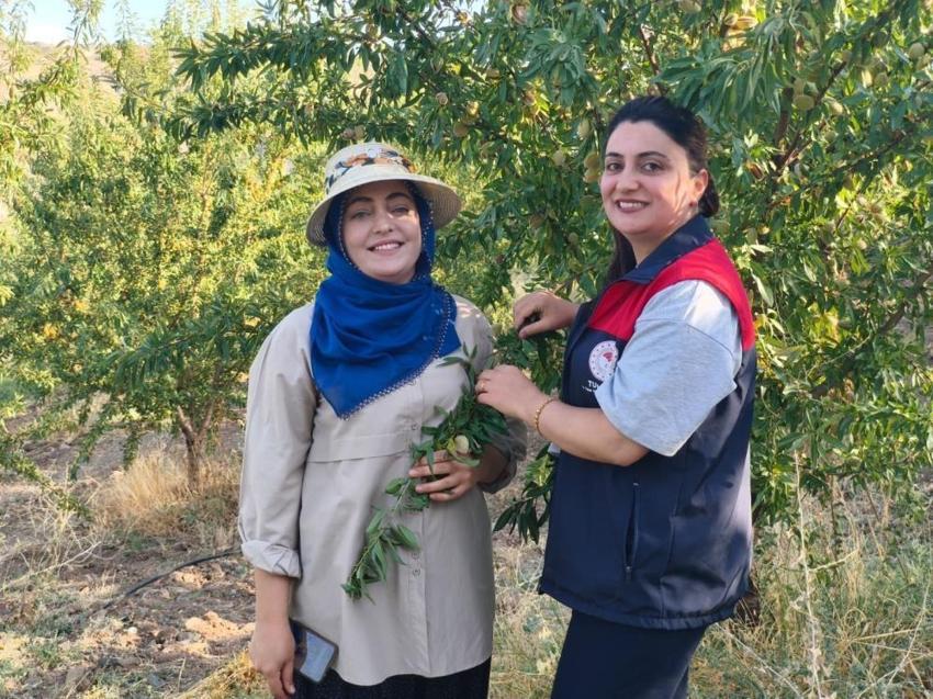Atıl araziyi üretim merkezine çevirdi! 32 dönümden tonlarca fışkırdı: Siparişlere yetişemiyor