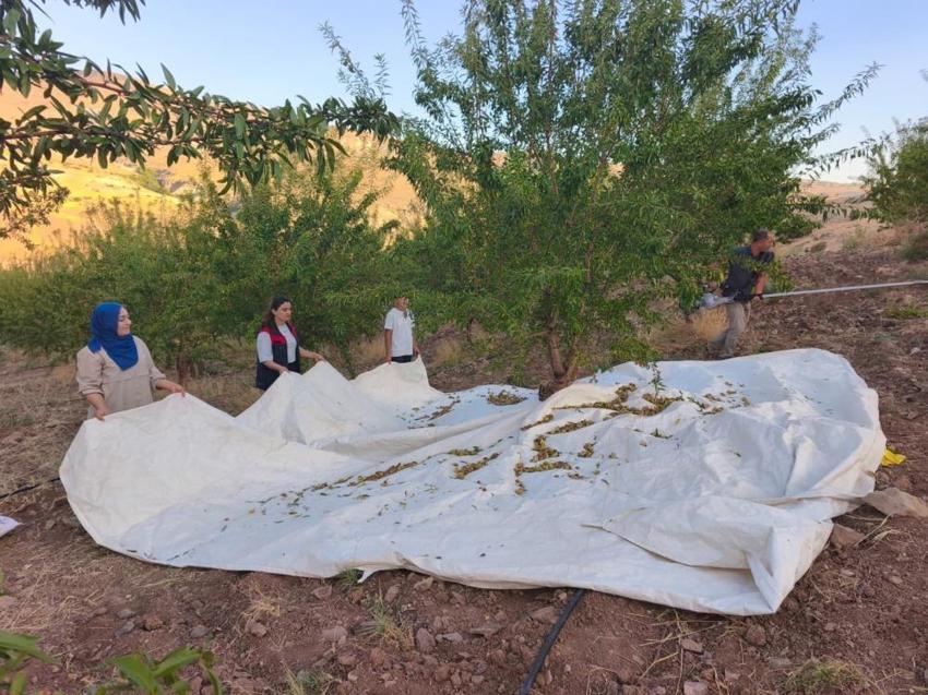 Atıl araziyi üretim merkezine çevirdi! 32 dönümden tonlarca fışkırdı: Siparişlere yetişemiyor