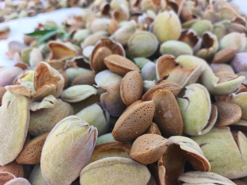 Atıl araziyi üretim merkezine çevirdi! 32 dönümden tonlarca fışkırdı: Siparişlere yetişemiyor