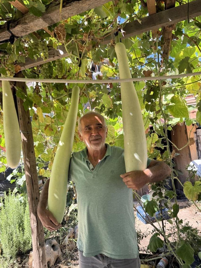 Deneme amaçlı ekildi, mahalle sakinlerinin ilgi odağı oldu: Köylüler fotoğraf çekmek için akın etti! Boyu 1 buçuk metreye ulaştı