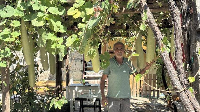 Deneme amaçlı ekildi, mahalle sakinlerinin ilgi odağı oldu: Köylüler fotoğraf çekmek için akın etti! Boyu 1 buçuk metreye ulaştı