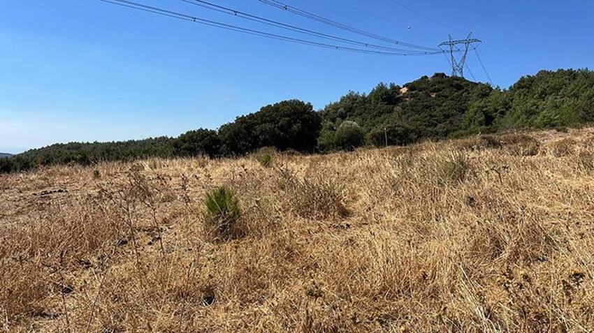 İzmir'den iklim krizine karşı dev proje: Geleneksel yöntemler tarihe karışıyor! Yağmur suyu kullanıldı, bu sayede fidanlar iki kat daha hızlı büyüyor!