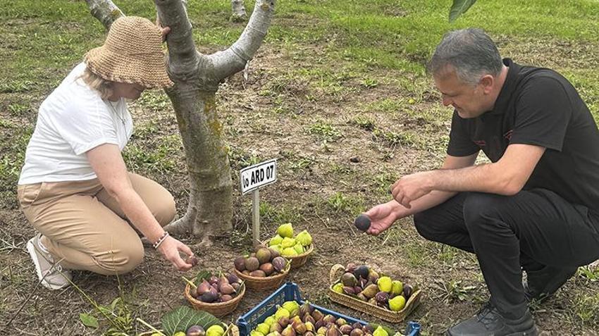 Karadeniz'in yerel incirleri koruma altında: 5 yeni çeşit tescile sunuluyor!
