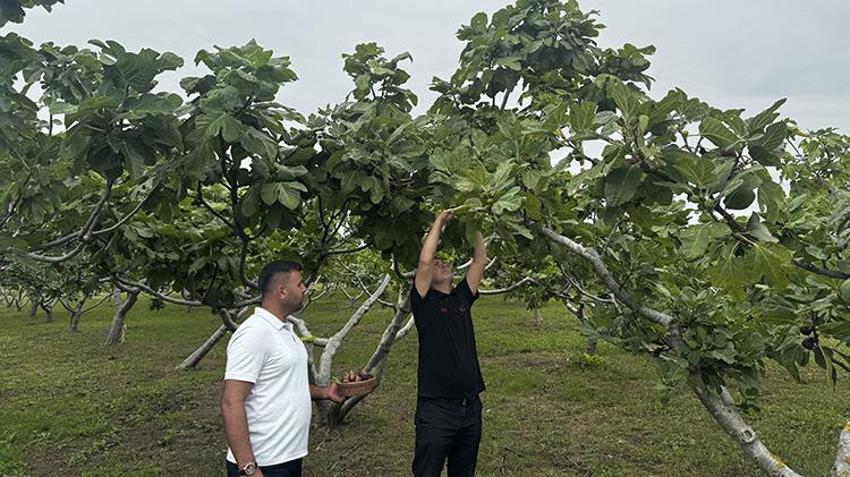 Karadeniz'in yerel incirleri koruma altında: 5 yeni çeşit tescile sunuluyor!