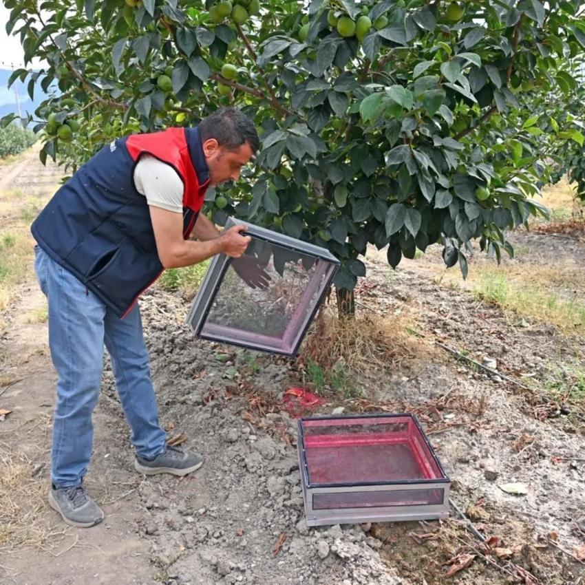 Denizli'de Akdeniz meyve sineğine karşı dev mücadele başladı! Binlercesi doğaya salındı meyvede kayıpların önüne geçecek