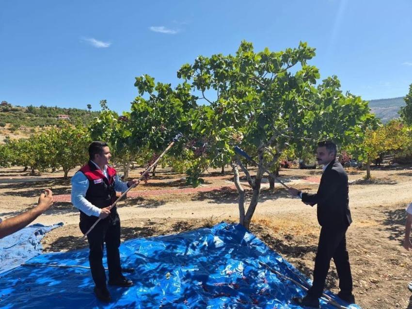 Denizli'de de Antep fıstığı yüzleri güldürdü