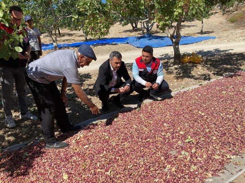 Denizli'de de Antep fıstığı yüzleri güldürdü